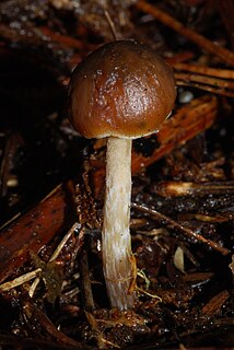 <i>Psilocybe aucklandiae</i> Species of fungus in the family Hymenogastraceae