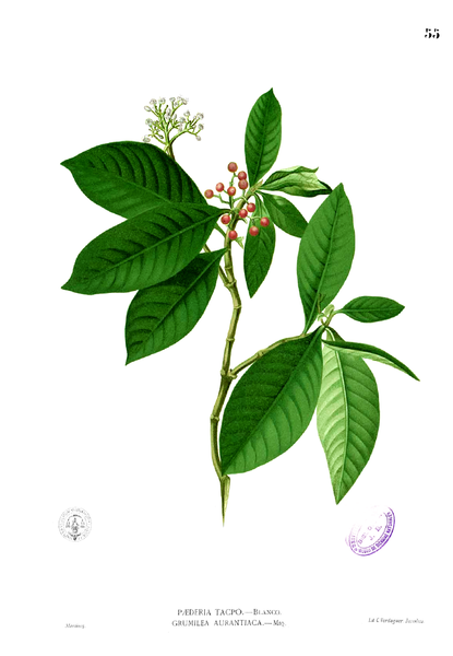 File:Psychotria tacpo Blanco1.55.png