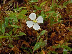 Description de l'image Pterolepis glomerata - Guadeloupe.JPG.