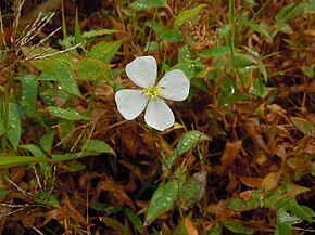 Beskrivelse af Pterolepis glomerata - Guadeloupe.JPG-billede.