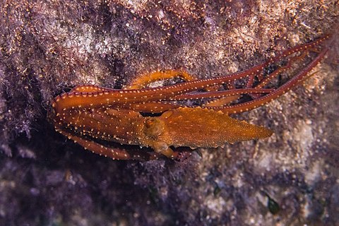 White-spotted octopus (Callistoctopus macropus), Cynthiana, Paphos, Cyprus