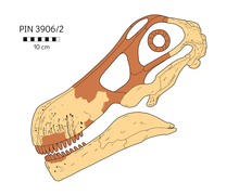 Quaesitosaurus skull reconstruction