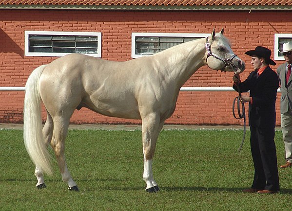 A light palomino. This shade is at the lighter end of the color range for a Palomino horse, but as the eyes and skin are dark, the horse is not a crem