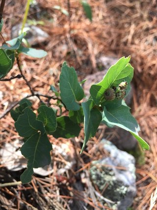 <i>Quercus depressipes</i> Species of oak tree