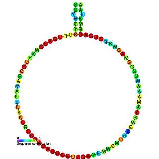 Small nucleolar RNA SNORD34