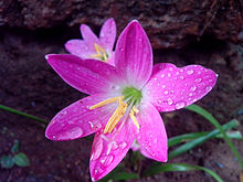 A pink Zephyranthes rosea from Chemmad, Kerala India Rain lilly rose.jpg