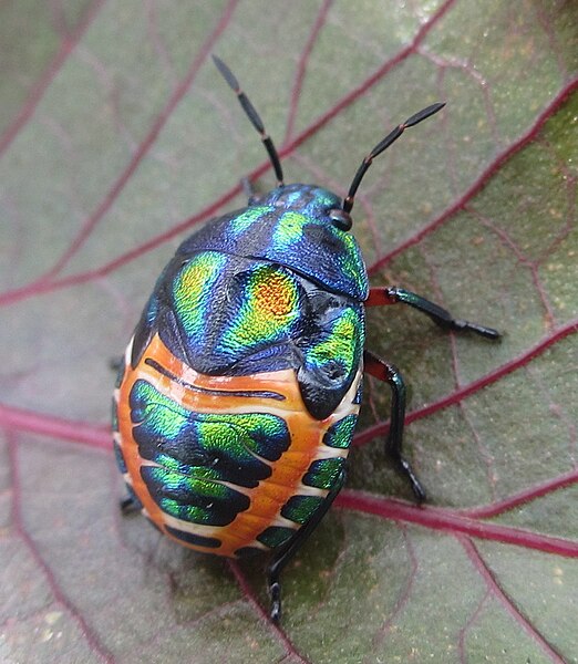 File:Rainbow Shield Bug on Jatropha leaf.jpg