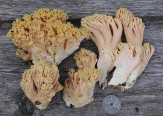 <i>Ramaria formosa</i> Species of fungus