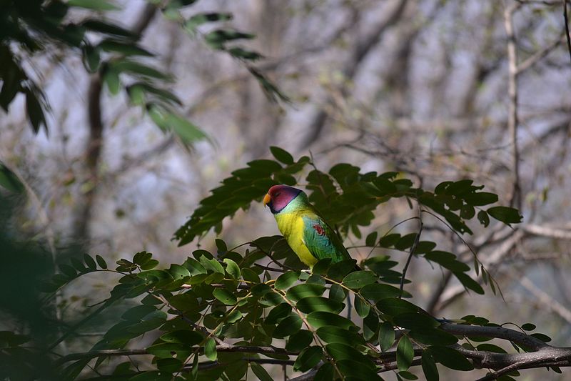 File:Ranthambore National Park Plum Headed Parakeet.jpg