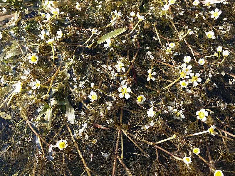 File:Ranunculus rionii sl10.jpg