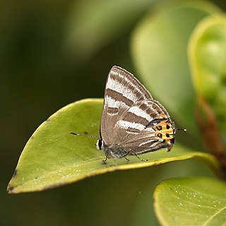 Deudorigini Tribe of butterflies