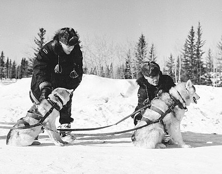 Mounties hitch sled dogs into their harnesses for a patrol, 1957.