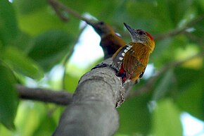 Resim açıklaması Red-Rumped Woodpecker (Veniliornis kirkii) .jpg.