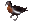 Red-breasted goose arp.gif