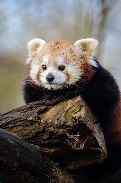 File:Red Panda (24422982604).jpg