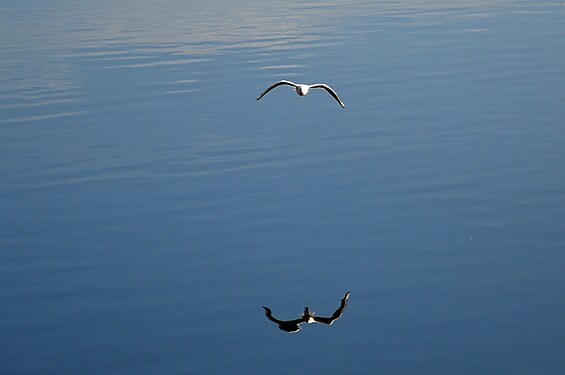 Reflection of seagull on sea