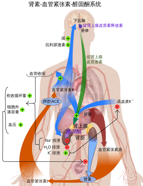 File:Renin-angiotensin system in man shadow (zh-cn).svg