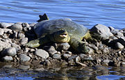 Евфратский трионикс (Rafetus euphraticus)