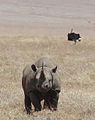 Rhino, Ngorongoro, with ostrich.jpg