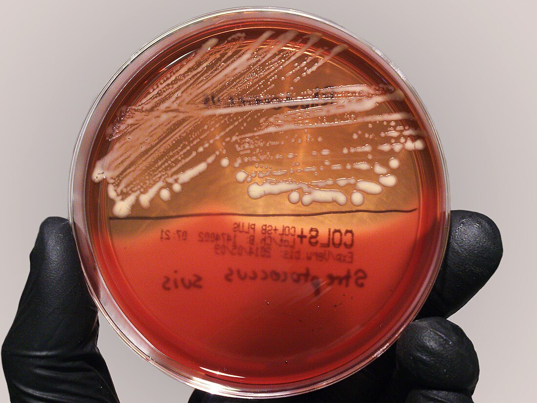 Rhodococcus