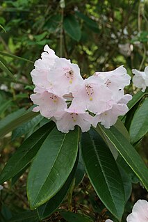 <i>Rhododendron argyrophyllum</i> Species of plant