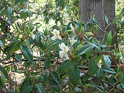 Rododendron bauhiniiflorum (8750233584). 
 jpg