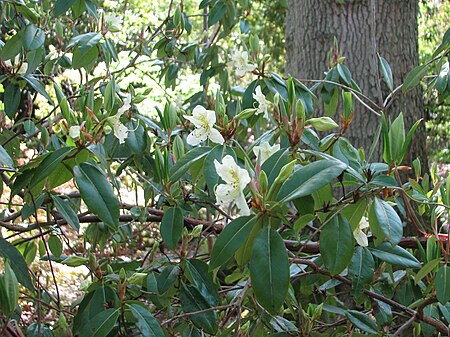 Rhododendron_triflorum