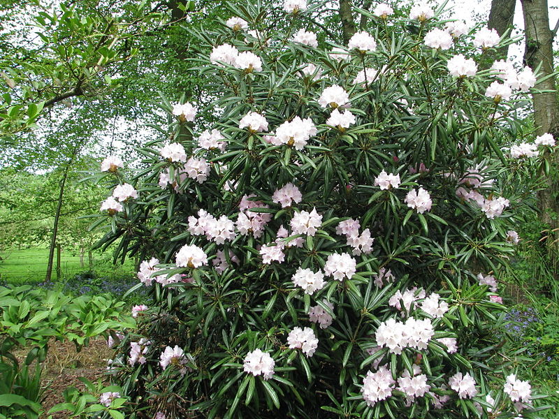 File:Rhododendron makinoi (5662080953).jpg