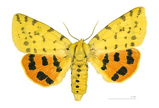 <i>Rhyparia purpurata</i> Species of moth