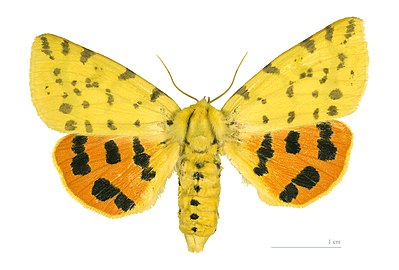 Museum specimen ♂ dorsal side