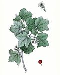 Vignette pour Ribes alpinum