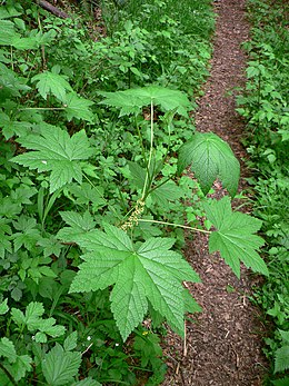 Pažiedėtasis serbentas (Ribes bracteosum)