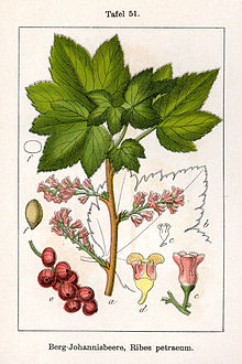 Ribes petraeum. Ботаническая иллюстрация Якоба Штурма из книги Deutschlands Flora in Abbildungen, 1796