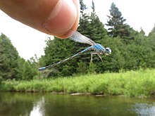 River bluet 8003968 jul 9 2016.jpg