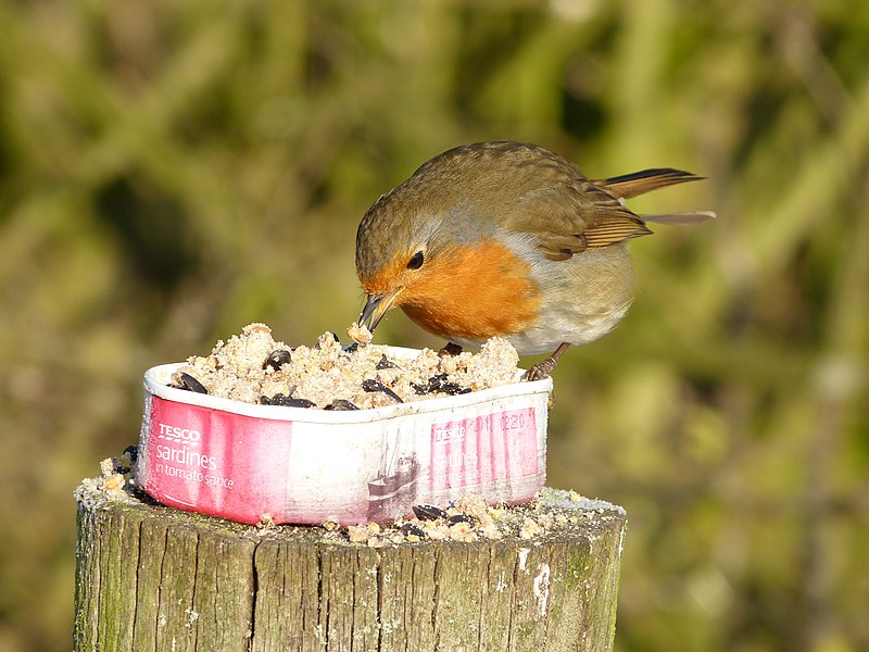 File:Robin (6858015063).jpg