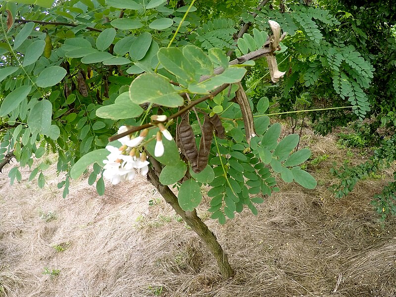 Fájl:Robinia pseudoacacia flowers and previous year old seeds.jpg