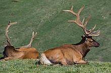 The Rocky Mountain elk is the Utah state mammal. Rocky-mountain-elk.jpg