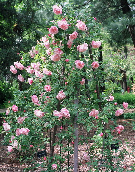 File:Rosa 'Mme Grégoire Staechelin'.jpg