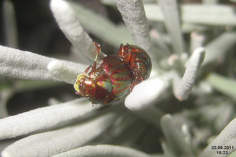 File:Rosemary leaf beetle (FG) (6519729289).jpg