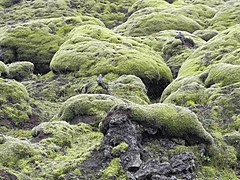 Moss colonizes a basalt flow, in Iceland