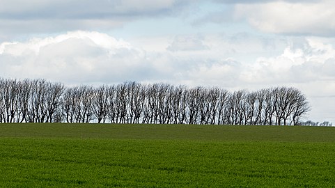 Row of trees in Roslev