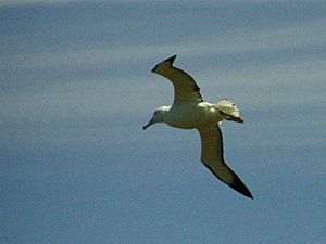 Northern king albatross (Diomedea epomophora sanfordi)