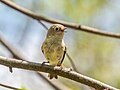 Thumbnail for File:Ruby-crowned kinglet singing (90027).jpg