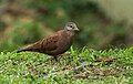 Ruddy Ground-Dove - Darien - Panama (48444406716).jpg