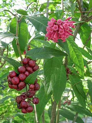 <i>Cestrum</i> Genus of flowering plants