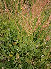 Rumex scutatus02.jpg