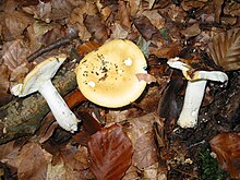 Russula risigallina (Batsch 1786) Sacc. 1915 Russula ochroleuca 08-10-2005.jpg