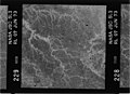 Kodak B&W infrared film with 700-800 nm bandpass filter