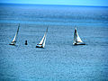 Sailboat race (2678267646).jpg