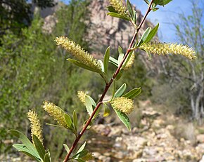 Beschreibung des Bildes Salix gooddingii 1.jpg.